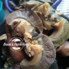 Fresh Jumbo Snails