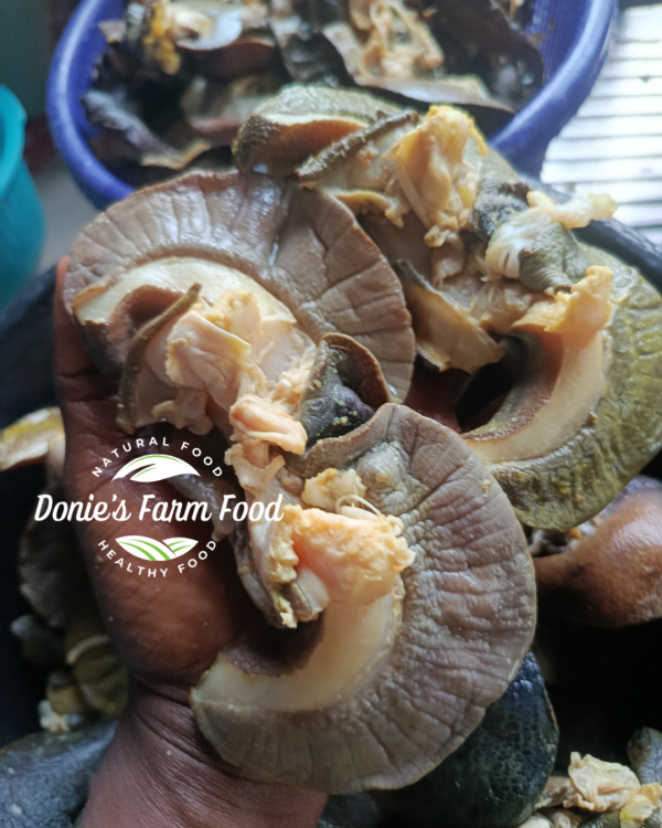 Fresh Jumbo Snails