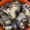 Fresh Jumbo Snails
