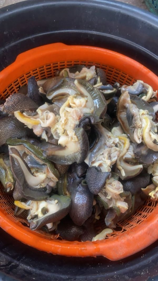Fresh Jumbo Snails